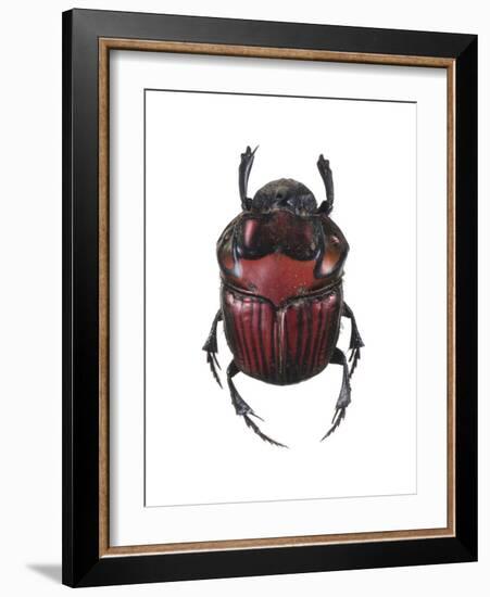 Phanaeus Dung Beetle-Lawrence Lawry-Framed Photographic Print