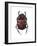 Phanaeus Dung Beetle-Lawrence Lawry-Framed Photographic Print