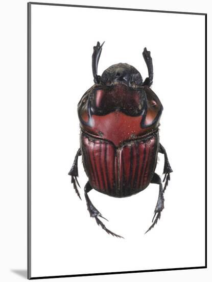 Phanaeus Dung Beetle-Lawrence Lawry-Mounted Photographic Print
