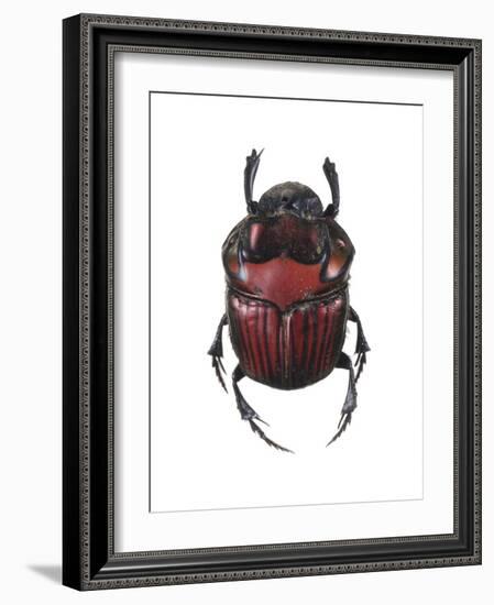 Phanaeus Dung Beetle-Lawrence Lawry-Framed Photographic Print