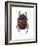 Phanaeus Dung Beetle-Lawrence Lawry-Framed Photographic Print