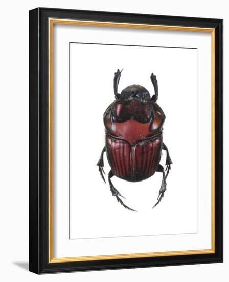 Phanaeus Dung Beetle-Lawrence Lawry-Framed Photographic Print