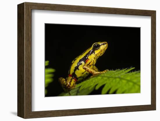 Phantasmal Poison Arrow Frog, Ecuador-Pete Oxford-Framed Photographic Print