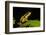 Phantasmal Poison Arrow Frog, Ecuador-Pete Oxford-Framed Photographic Print