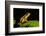 Phantasmal Poison Arrow Frog, Ecuador-Pete Oxford-Framed Photographic Print