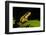 Phantasmal Poison Arrow Frog, Ecuador-Pete Oxford-Framed Photographic Print