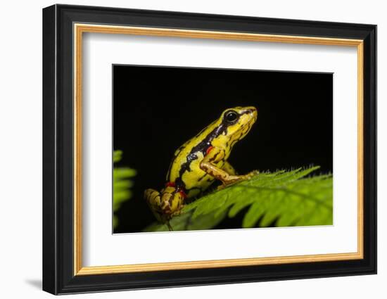 Phantasmal Poison Arrow Frog, Ecuador-Pete Oxford-Framed Photographic Print