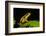 Phantasmal Poison Arrow Frog, Ecuador-Pete Oxford-Framed Photographic Print