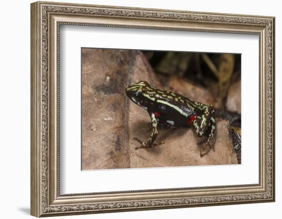 Phantasmal Poison Arrow Frog, Ecuador-Pete Oxford-Framed Photographic Print