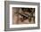 Phantasmal Poison Arrow Frog, Ecuador-Pete Oxford-Framed Photographic Print