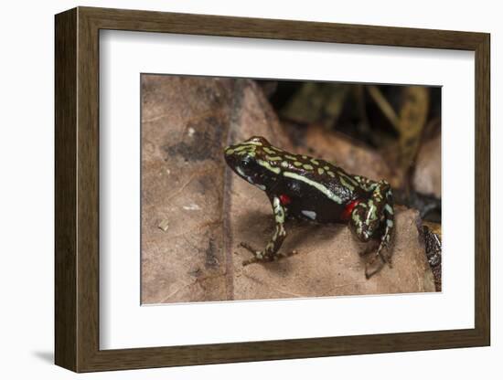 Phantasmal Poison Arrow Frog, Ecuador-Pete Oxford-Framed Photographic Print