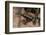 Phantasmal Poison Arrow Frog, Ecuador-Pete Oxford-Framed Photographic Print