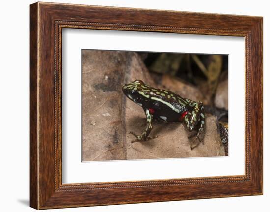 Phantasmal Poison Arrow Frog, Ecuador-Pete Oxford-Framed Photographic Print