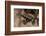 Phantasmal Poison Arrow Frog, Ecuador-Pete Oxford-Framed Photographic Print