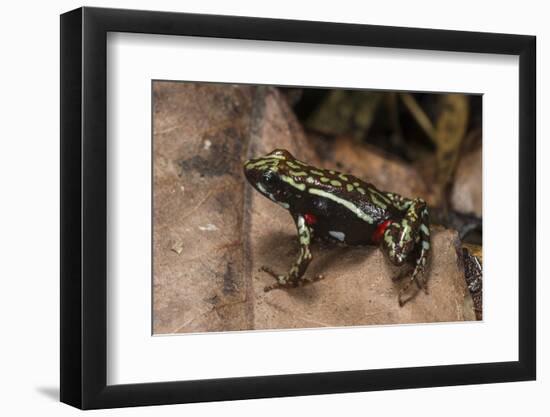 Phantasmal Poison Arrow Frog, Ecuador-Pete Oxford-Framed Photographic Print