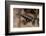 Phantasmal Poison Arrow Frog, Ecuador-Pete Oxford-Framed Photographic Print