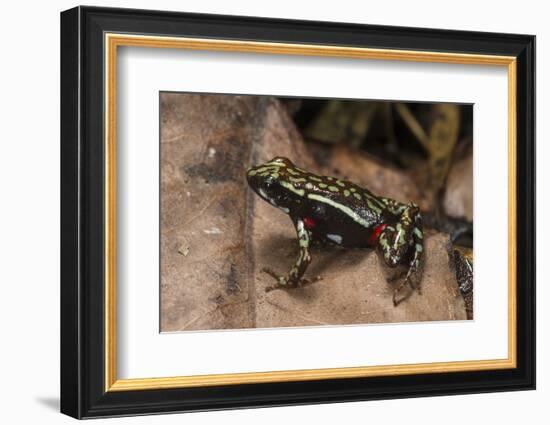 Phantasmal Poison Arrow Frog, Ecuador-Pete Oxford-Framed Photographic Print