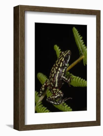 Phantasmal Poison Arrow Frog, Ecuador-Pete Oxford-Framed Photographic Print