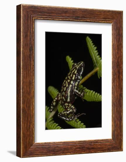 Phantasmal Poison Arrow Frog, Ecuador-Pete Oxford-Framed Photographic Print