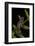 Phantasmal Poison Arrow Frog, Ecuador-Pete Oxford-Framed Photographic Print