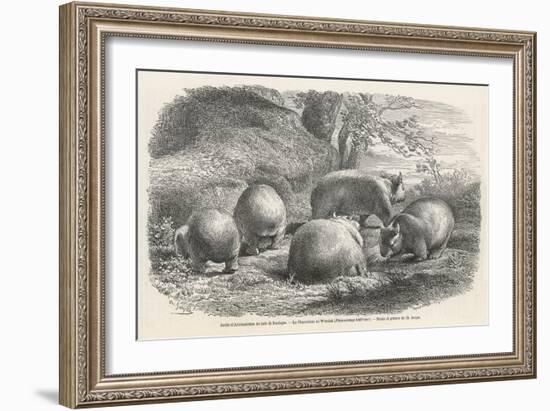 Phascolymus Latifrons Wombats in the Jardin d'Acclimatation in the Bois de Boulogne Paris-C. Jaque-Framed Art Print