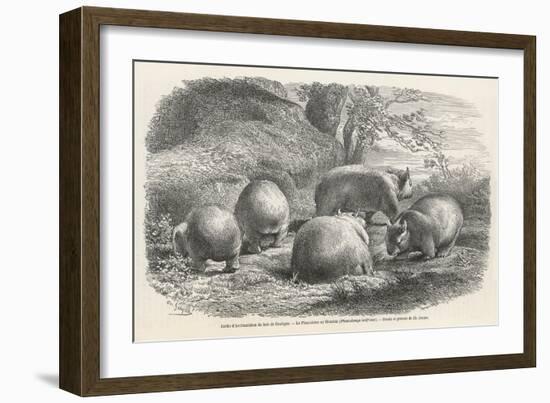 Phascolymus Latifrons Wombats in the Jardin d'Acclimatation in the Bois de Boulogne Paris-C. Jaque-Framed Art Print