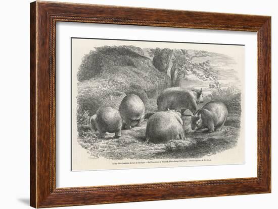 Phascolymus Latifrons Wombats in the Jardin d'Acclimatation in the Bois de Boulogne Paris-C. Jaque-Framed Art Print