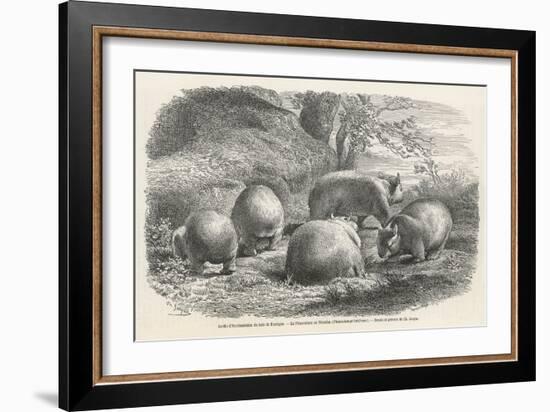 Phascolymus Latifrons Wombats in the Jardin d'Acclimatation in the Bois de Boulogne Paris-C. Jaque-Framed Art Print