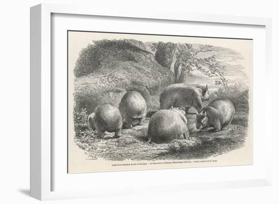 Phascolymus Latifrons Wombats in the Jardin d'Acclimatation in the Bois de Boulogne Paris-C. Jaque-Framed Art Print