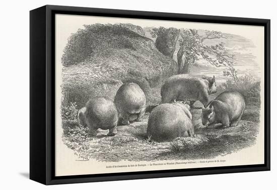 Phascolymus Latifrons Wombats in the Jardin d'Acclimatation in the Bois de Boulogne Paris-C. Jaque-Framed Stretched Canvas