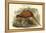 Phasianus Cochicus - Common Pheasant-John Gould-Framed Stretched Canvas