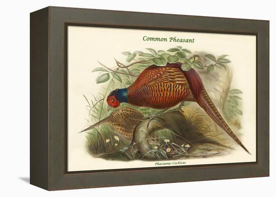 Phasianus Cochicus - Common Pheasant-John Gould-Framed Stretched Canvas