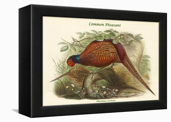 Phasianus Cochicus - Common Pheasant-John Gould-Framed Stretched Canvas