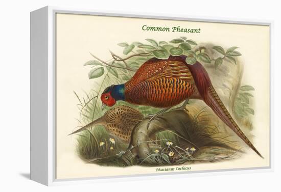 Phasianus Cochicus - Common Pheasant-John Gould-Framed Stretched Canvas