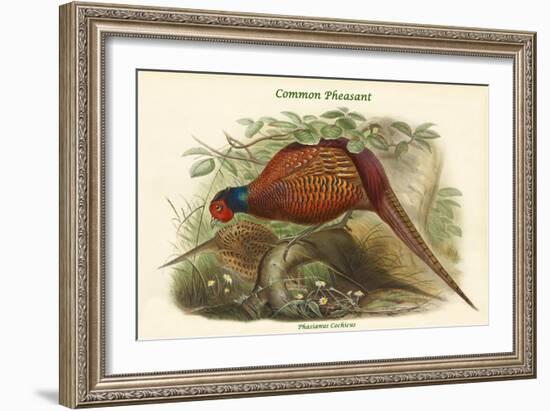 Phasianus Cochicus - Common Pheasant-John Gould-Framed Art Print