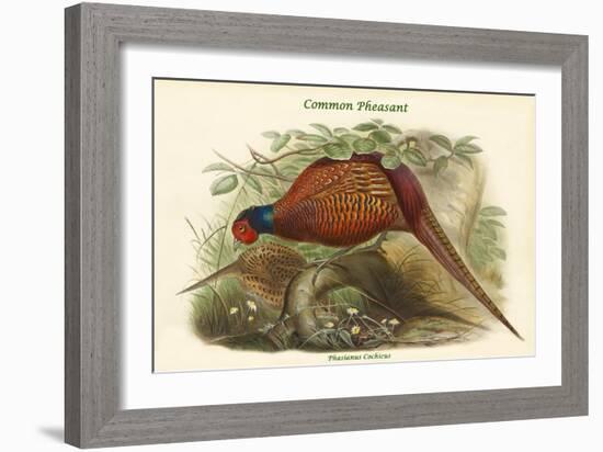 Phasianus Cochicus - Common Pheasant-John Gould-Framed Art Print