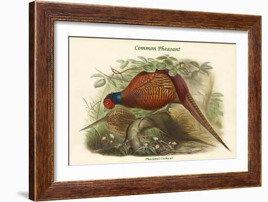 Phasianus Cochicus - Common Pheasant-John Gould-Framed Art Print