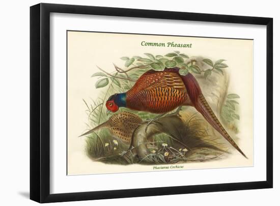 Phasianus Cochicus - Common Pheasant-John Gould-Framed Art Print