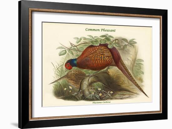 Phasianus Cochicus - Common Pheasant-John Gould-Framed Art Print