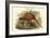 Phasianus Cochicus - Common Pheasant-John Gould-Framed Art Print