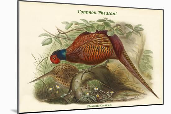 Phasianus Cochicus - Common Pheasant-John Gould-Mounted Art Print