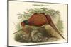 Phasianus Cochicus - Common Pheasant-John Gould-Mounted Art Print