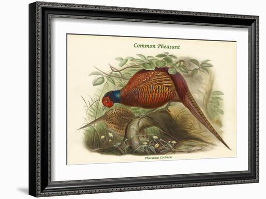 Phasianus Cochicus - Common Pheasant-John Gould-Framed Art Print