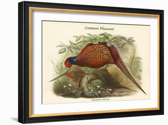 Phasianus Cochicus - Common Pheasant-John Gould-Framed Art Print