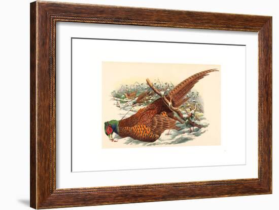 Phasianus Colchicus (Ring-Necked Pheasant), Colored Lithograph-Gould & Hart-Framed Giclee Print