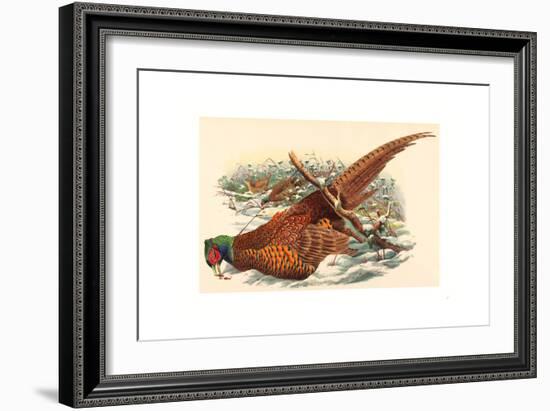 Phasianus Colchicus (Ring-Necked Pheasant), Colored Lithograph-Gould & Hart-Framed Giclee Print