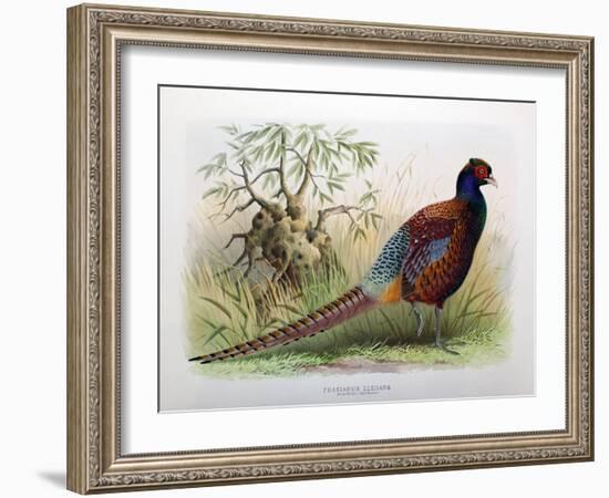 Phasianus Elegans, 1906-7-Henry Jones-Framed Giclee Print