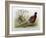 Phasianus Elegans, 1906-7-Henry Jones-Framed Giclee Print