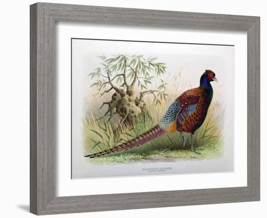 Phasianus Elegans, 1906-7-Henry Jones-Framed Giclee Print