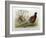 Phasianus Elegans, 1906-7-Henry Jones-Framed Giclee Print